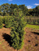 Thuja plicata otherwise known as Western Red Cedar growing in a production field at Mathias Nurseries and available to purchase as a rootball from hedgesonline.com