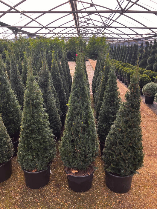 Mathias Nurseries Topiary English Yew Taxus Baccata Cone Pyramid 125cm tall