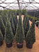 Mathias Nurseries Topiary English Yew Taxus Baccata Cone Pyramid 125cm tall