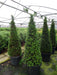 Mathias Nurseries Taxus baccata Topiary Cone 170cm