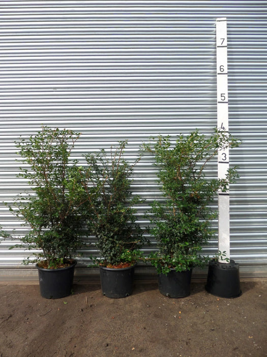 Mathias nurseries Osmanthus 4ft in a 20lt pot