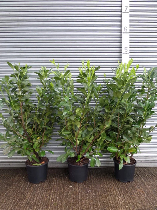 Mathias nurseries laurel hedging 4-5ft in 15lt pot