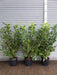 Mathias nurseries laurel hedging 4-5ft in 15lt pot