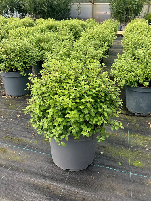 Mathias Nurseries Pittosporum Golf Ball 10lt pot