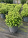 Mathias Nurseries Pittosporum Golf Ball 10lt pot