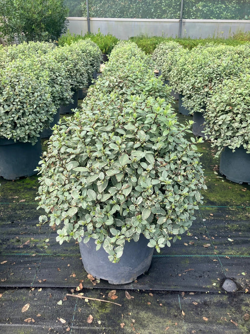 Pittosporum tenuifolium Silver Ball 10lt pot