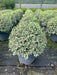 Pittosporum tenuifolium Silver Ball 10lt pot