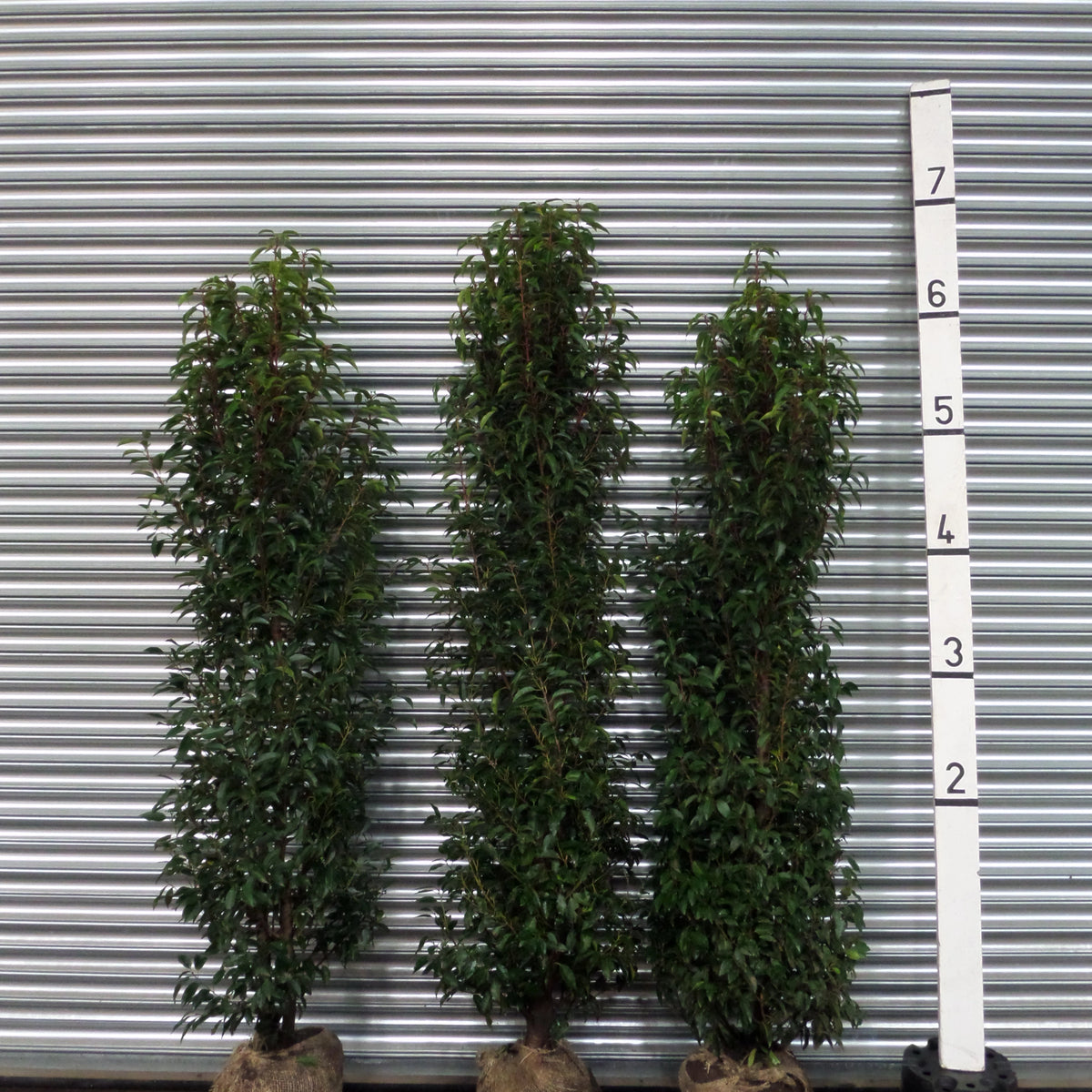 Portuguese Laurel 67ft (180210cm) Rootballed Mathias Nurseries