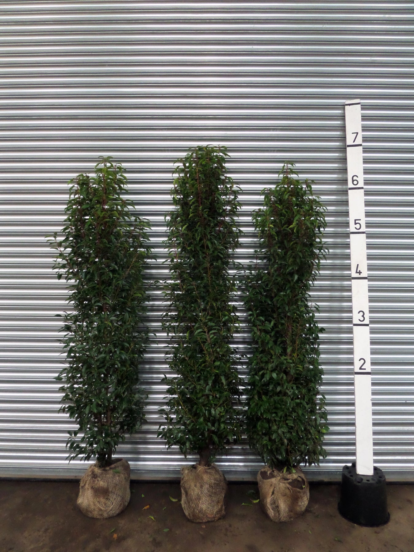 Volume Discount: Quantity 13; Discount £10