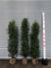 Mathias Nurseries Portuguese Laurel Rootballed Hedging Plants