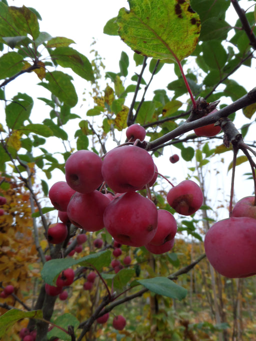 Mathias Nurseries Malus robusta Red Sentinel