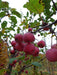 Mathias Nurseries Malus robusta Red Sentinel