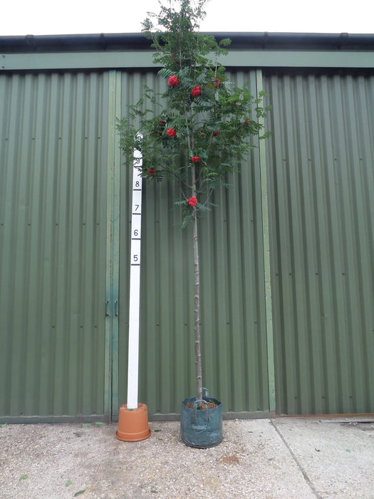 Mathias Nurseries Sorbus Sheerwater Seedling Rowan