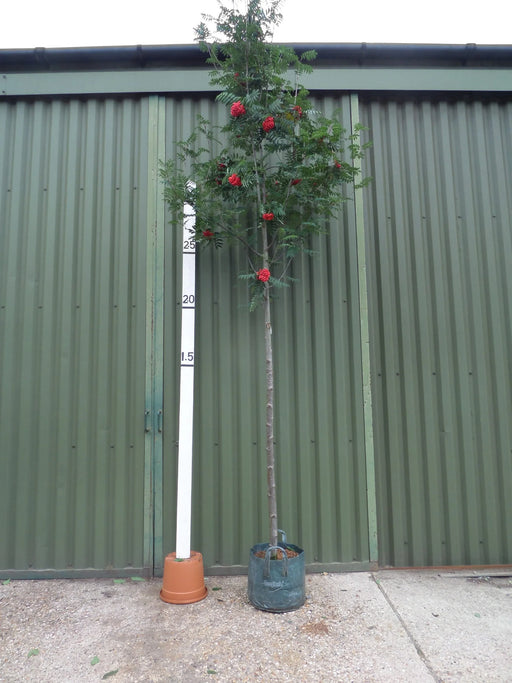 Mathias Nurseries Sorbus Sheerwater Seedling Rowan