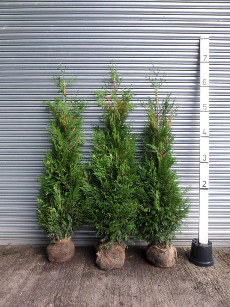 Thuja Hedging 7ft (200-225cm) Rootballed | Mathias Nurseries