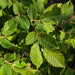 Mathias Nurseries hornbeam hedging