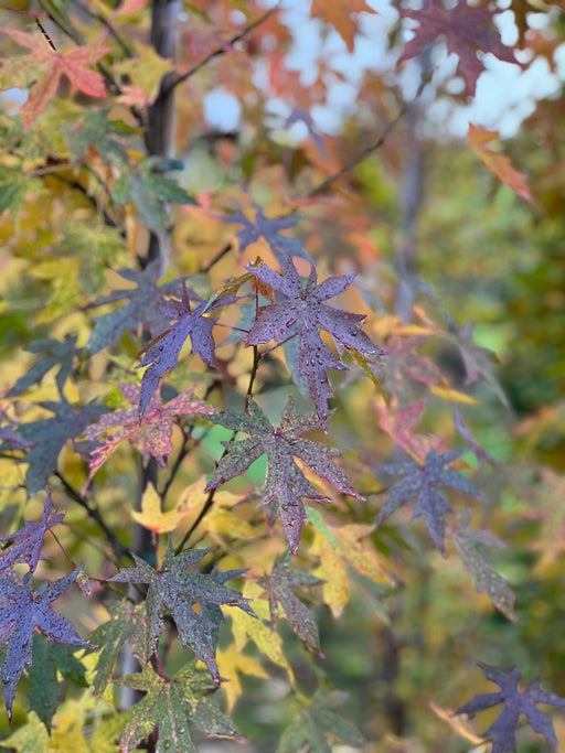 Mathias Nurseries Liquidambar styraciflua Worplesdon Tree Autumn Colour