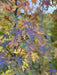 Mathias Nurseries Liquidambar styraciflua Worplesdon Tree Autumn Colour