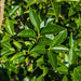 Mathias Nurseries privet hedging