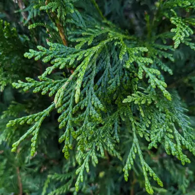 Mathias Nurseries thuja hedging