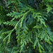 Mathias Nurseries thuja hedging