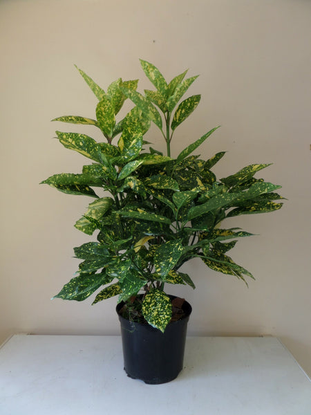 spotted laurel house plant Aucuba Japonica Variagata (Spotted Laurel) in a 7.5lt pot