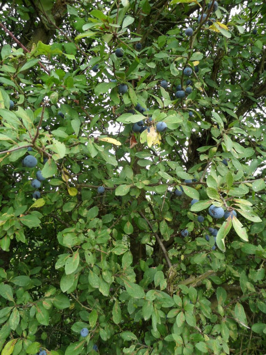 Blackthorn hedge