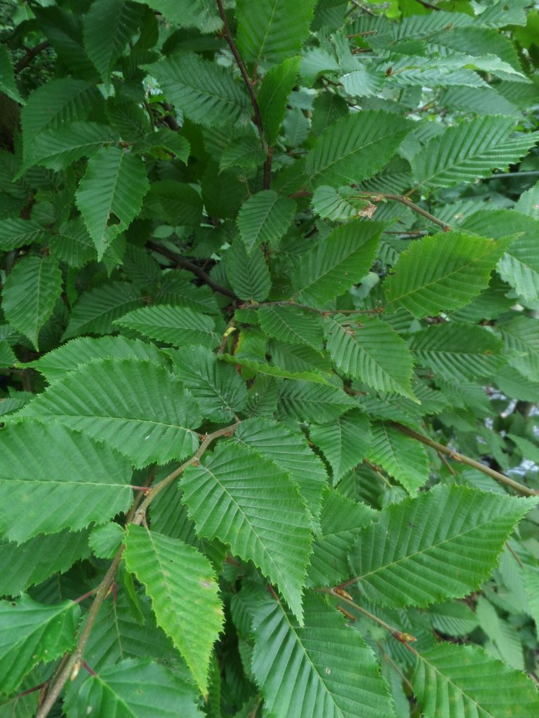 Hornbeam Hedging 100-120cm Bare Root | Mathias Nurseries