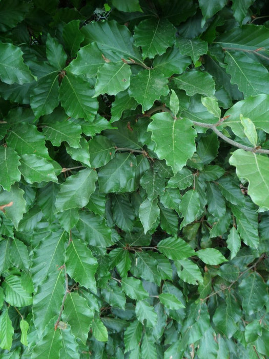 small bare root beech