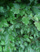 Beech bare root hedging in full deep green flower