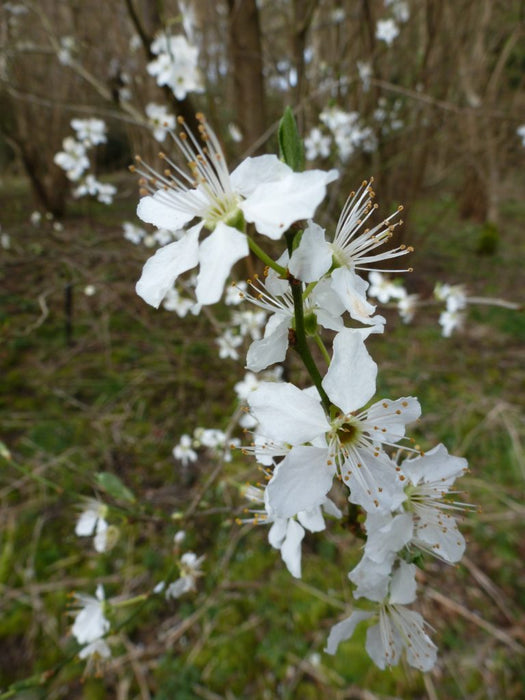 White flower of the Blackthorn hedge