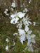 White flower of the Blackthorn hedge