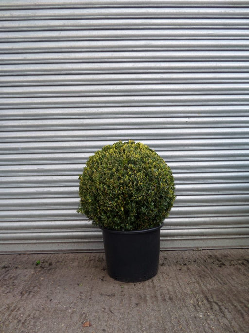 Topiary Box Ball 50cm