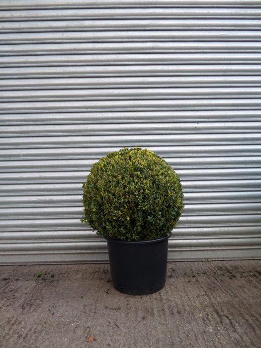 Topiary Box Ball 50cm