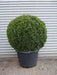 large Topiary Box Ball