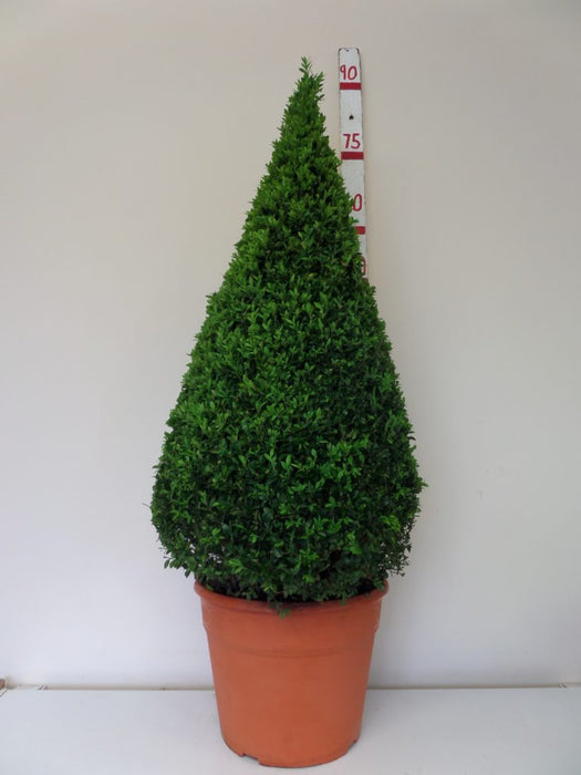 topiary box cone