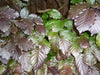 Copper colouring of the copper beech leaves displayed in a close up
