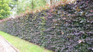 A long shot of Copper Beech hedging forming a privacy barrier