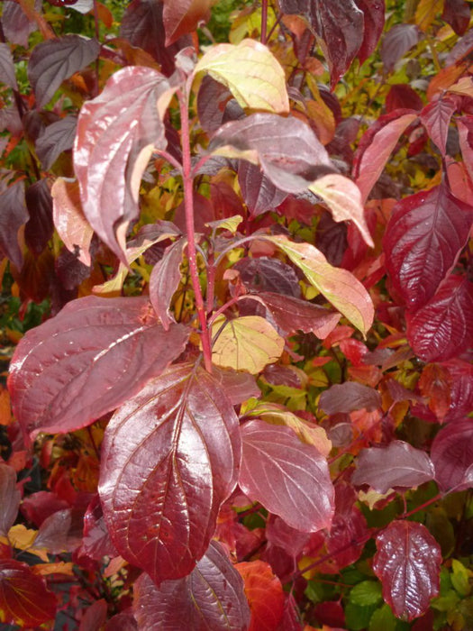 Dogwood Hedging