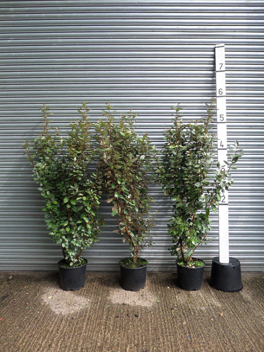 Elaeagnus hedging