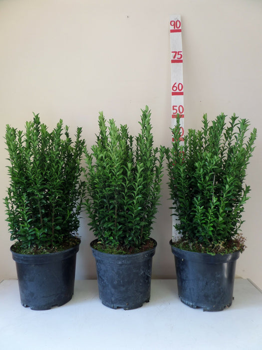 Euonymus Green Spire