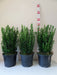 Euonymus Green Spire