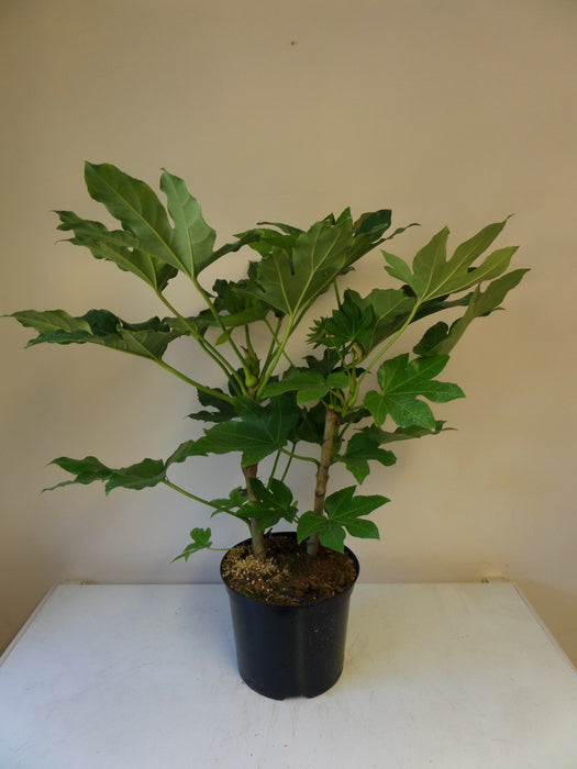 Fatsia