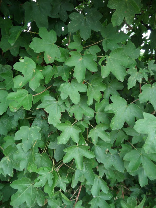 Field Maple hedge