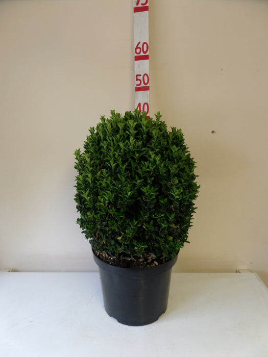 Topiary Euonymus Green Spire Ball