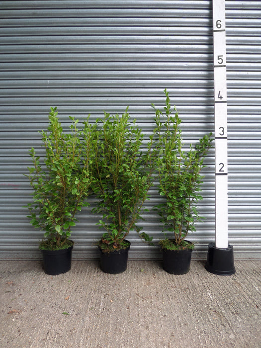 Griselinia hedging plants