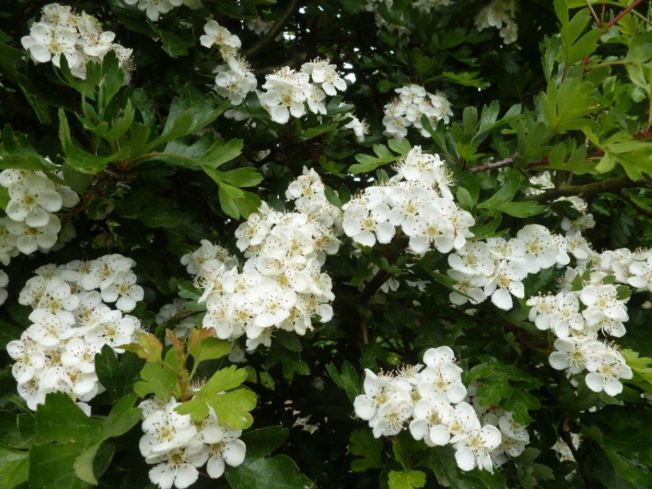 Bare-root Hawthorn hedging