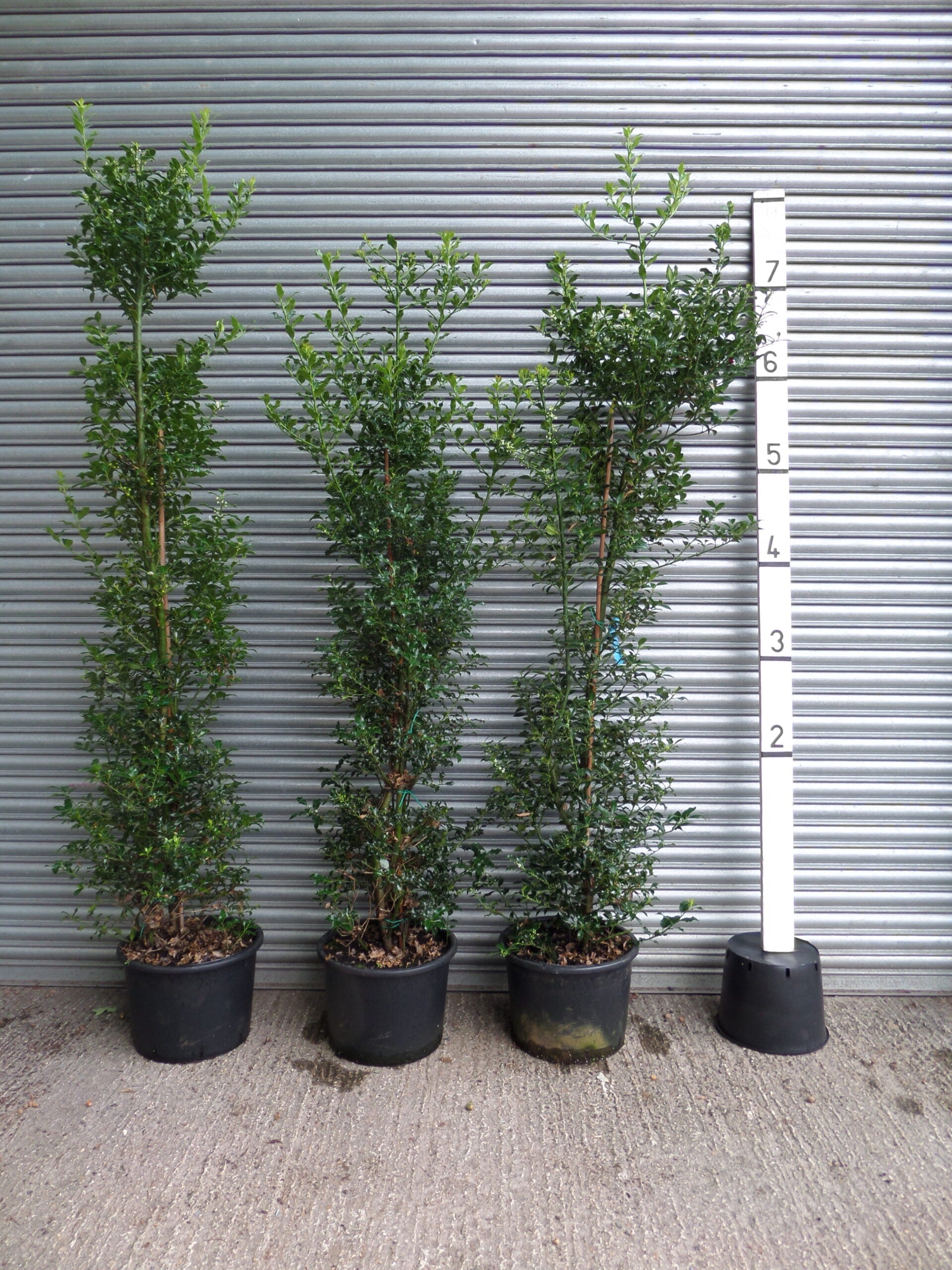 Holly Hedging Mathias Nurseries