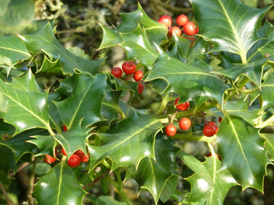 Holly-hedging-plants-with-berries