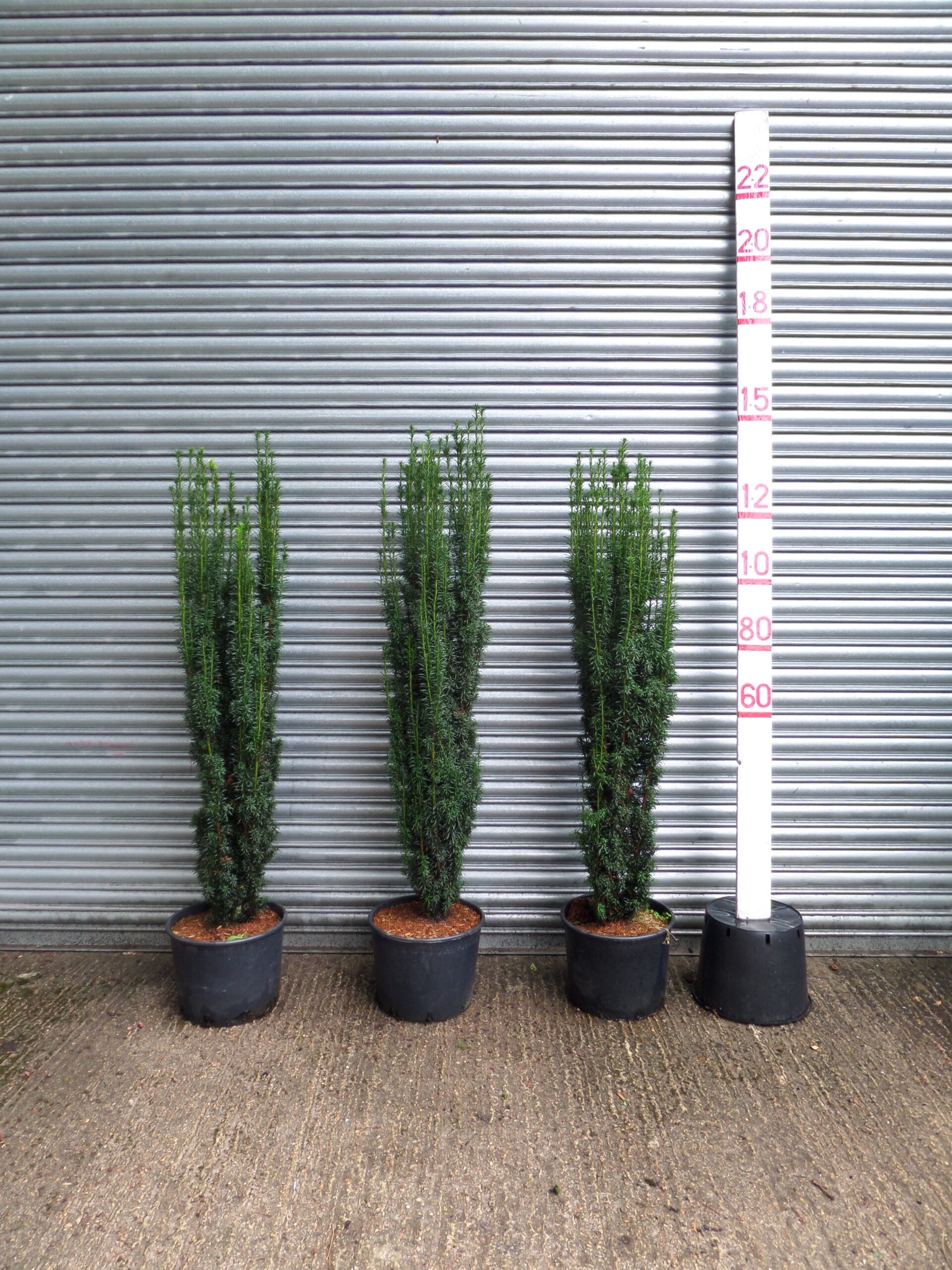 Irish Yew Taxus Baccata Fastigiata 4 5ft 120 150cm Mathias Nurseries 1172